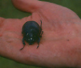 Bolivia, Cordillera Apolobamba Traverse (from Pelechuco), Small beetle, Walkopedia