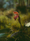 Bolivia, Cordillera Apolobamba Traverse (from Pelechuco), Orchid, Walkopedia