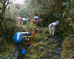 Bolivia, Cordillera Apolobamba Traverse (from Pelechuco), More paving, Walkopedia