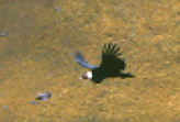 Bolivia, Cordillera Apolobamba Traverse (from Pelechuco), Condor, Walkopedia