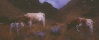 Bolivia, Cordillera Apolobamba Traverse (from Pelechuco), Wounded calf, Walkopedia