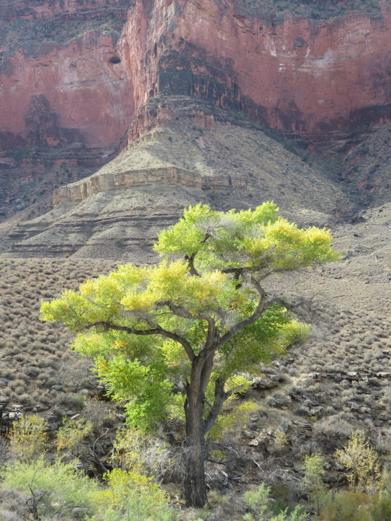 USA SW: Grand Canyon, Tonto Trail, , Walkopedia