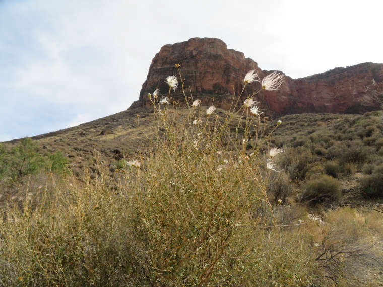 USA SW: Grand Canyon, Tonto Trail, , Walkopedia