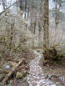 India Sikkim and nearby, Green Lake, Forest path, Walkopedia