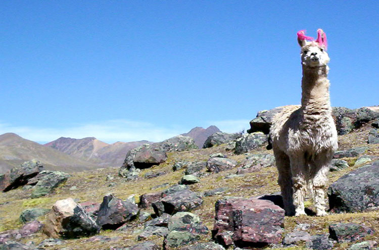 Peru Cuzco/Inca Heartlands Area, Ausangate Trek, Ausangate Circuit, Peru - © From Flickr user Rick McCharles, Walkopedia