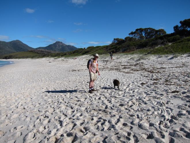 Australia Tasmania, Freycinet Peninsula, Wallaby, Wine Glass Bay, Walkopedia