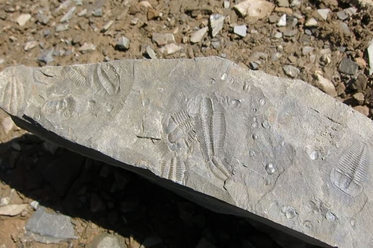 Fossils - ©RichardZen Burgess Highline Trail: Fossils - ©RichardZen