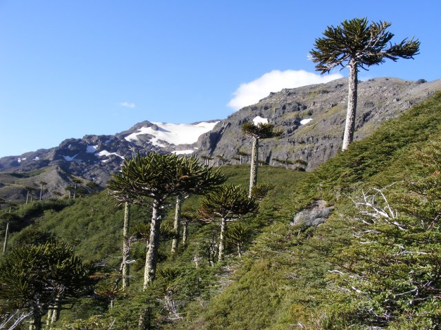 Chile Patagonia: Conguillio NP, Sierra Nevada, Sierra Nevada, Walkopedia