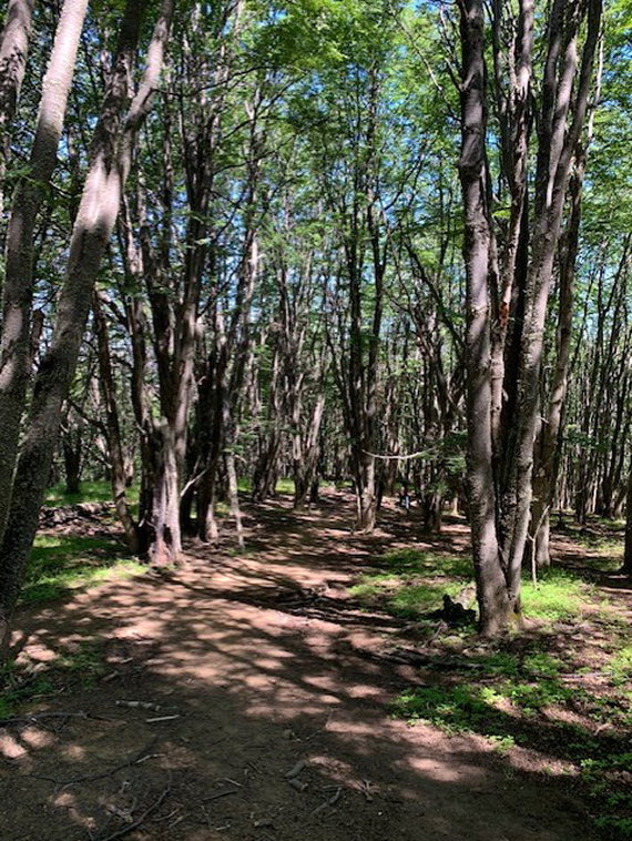 Chile Patagonia, Cerro Castillo, Beech forests in lower section of hike, Walkopedia