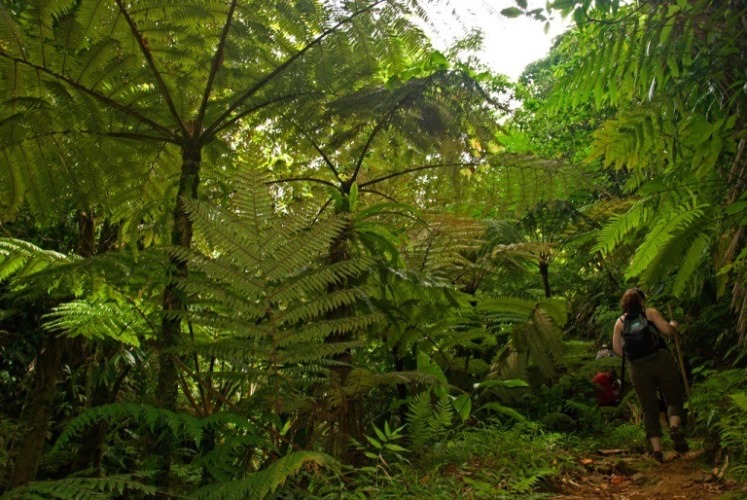 Dominica Scotts Head-Cabrits NP, Waitukubuli National Trail, , Walkopedia