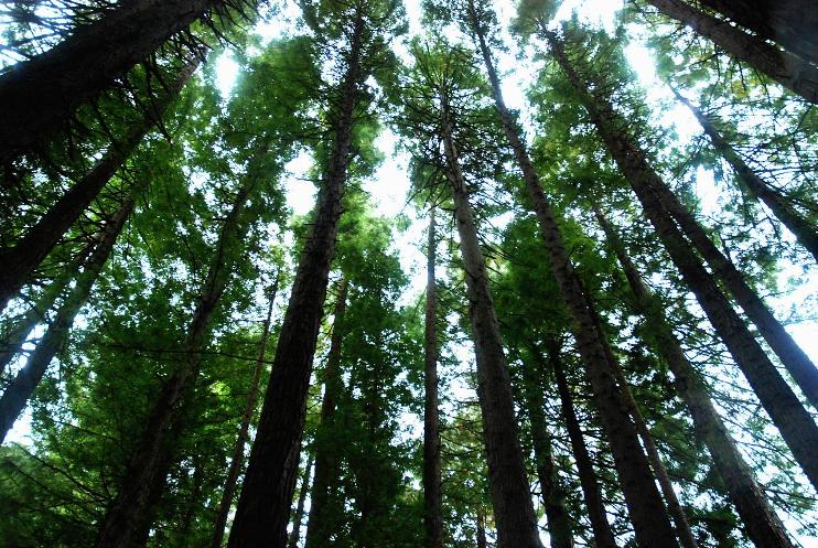 USA California, Californian Redwoods, Californian Redwoods, Walkopedia