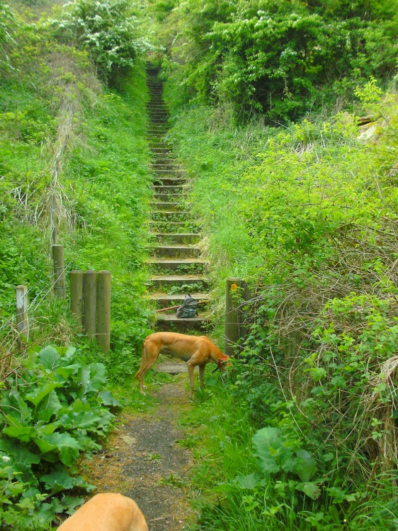 United Kingdom England North, Durham Heritage Coastal Path, Green steps, Walkopedia