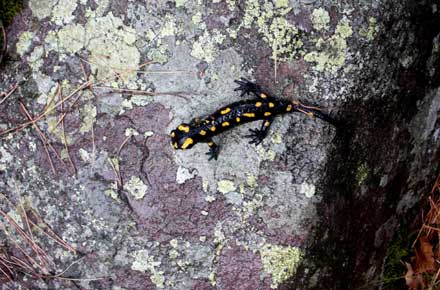 France Corsica, GR20, Fire Salamander, Walkopedia