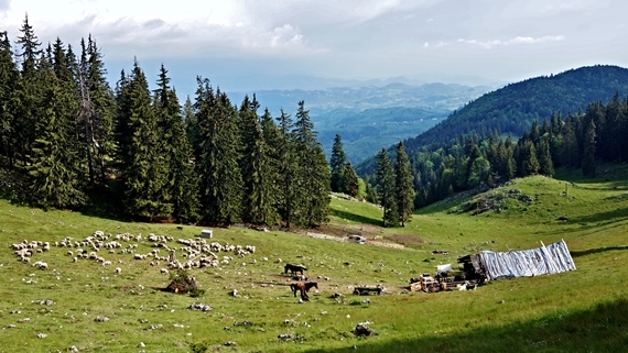 Romania Carpathian Mountains, Piatra Craiulai National Park, , Walkopedia