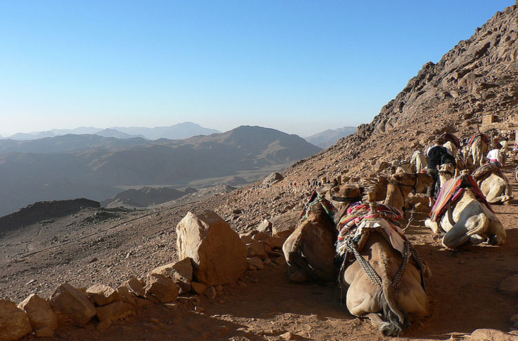 Egypt, Mount Sinai, Mount Sinai, Camels - © From Flickr user EvilJohnius, Walkopedia