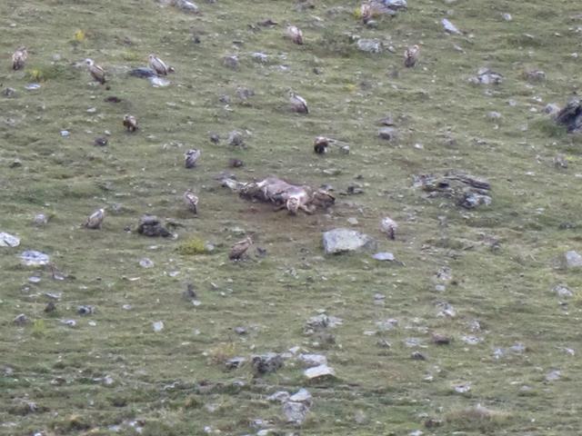 France Pyrenees, Gavarnie-Ordesa Circuit, Vultures and corpse, Walkopedia