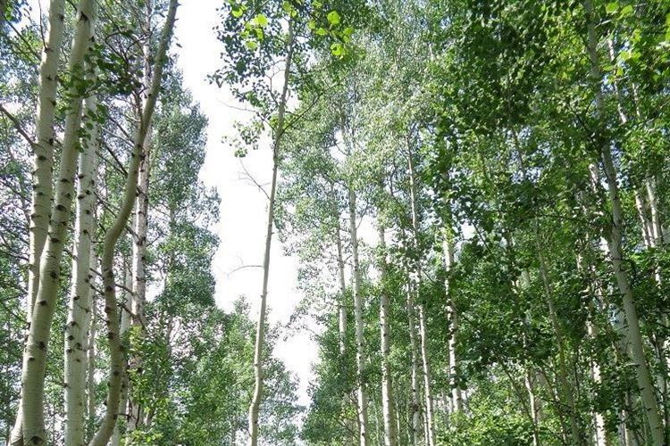 USA Western, Maroon Bells, Aspen trees, Walkopedia