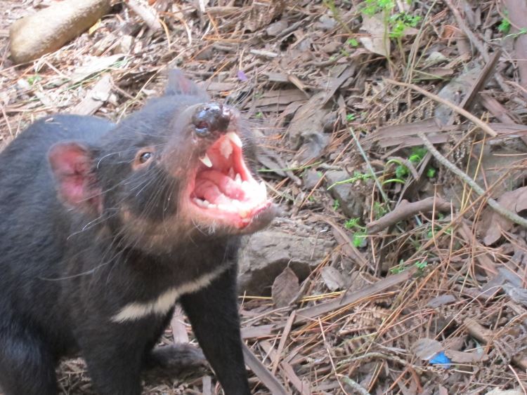 Australia Tasmania, Tasman Peninsula, Tasman Peninsula - Devil, Walkopedia