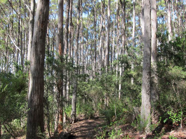 Australia Tasmania, Tasman Peninsula, Tasman Peninsula - Forest above Waterfall Bay, Walkopedia