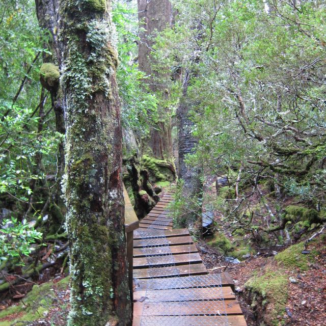 Australia Tasmania, Cradle Mountain Area, Cradle Mountain - very wet forest, approach From Waldheim hut, Walkopedia