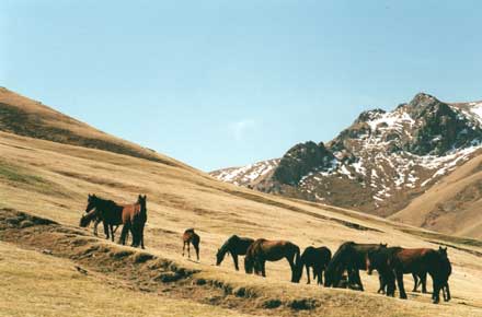 Pony herd on hillside - © William Mackesy Tash Rabat: Pony herd on hillside - © William Mackesy