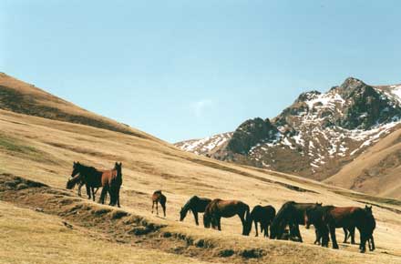 Kyrgyzstan, Tash Rabat, Pony herd on hillside, Walkopedia