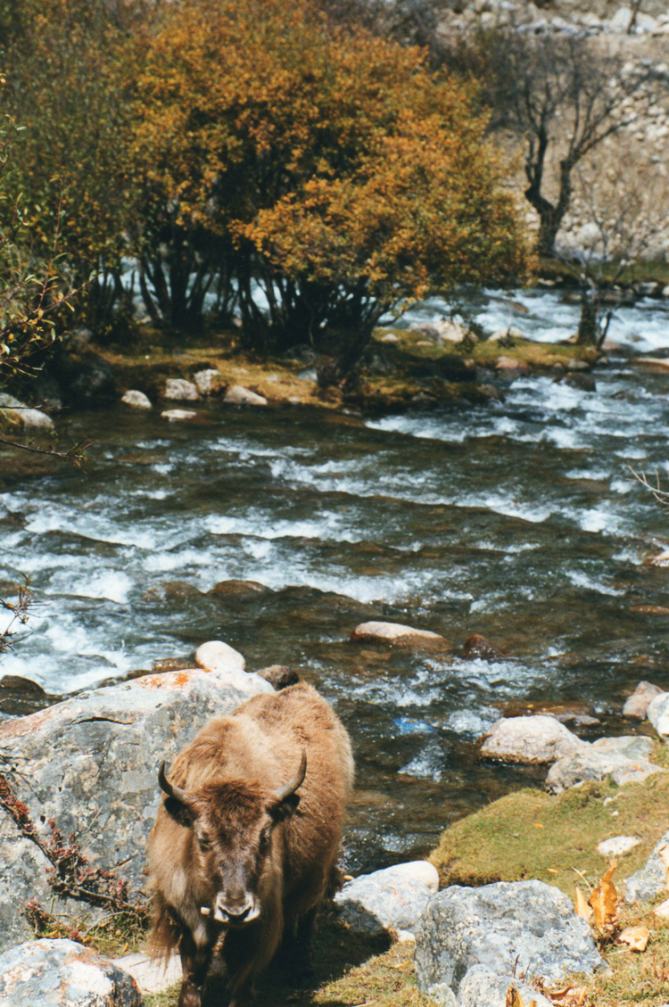 China Tibet, Tsurphu to Yangpachen  , Tsurphu to Yangpachen - stream, Tsurphu, Walkopedia