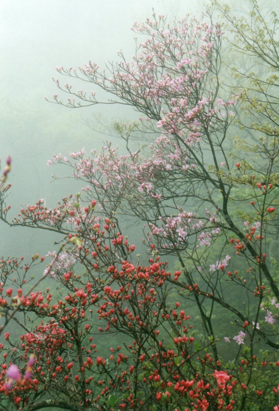 Huangshan - - ©William Mackesy... Huangshan - - ©William Mackesy...