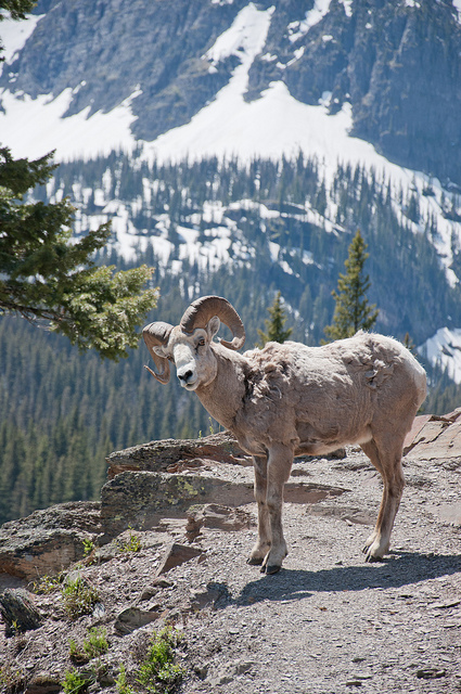 USA Western: Glacier NP, Grinnell Glacier Trail, Grinnell Glacier Trail - Bighorn sheep on the trail, Walkopedia