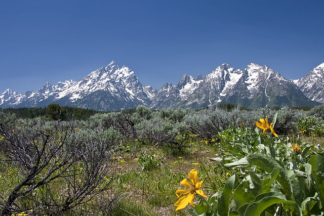 Grand Teton National Park - ©Copyright Flickr User gr8dnes Grand Teton National Park: Grand Teton National Park - ©Copyright Flickr User gr8dnes