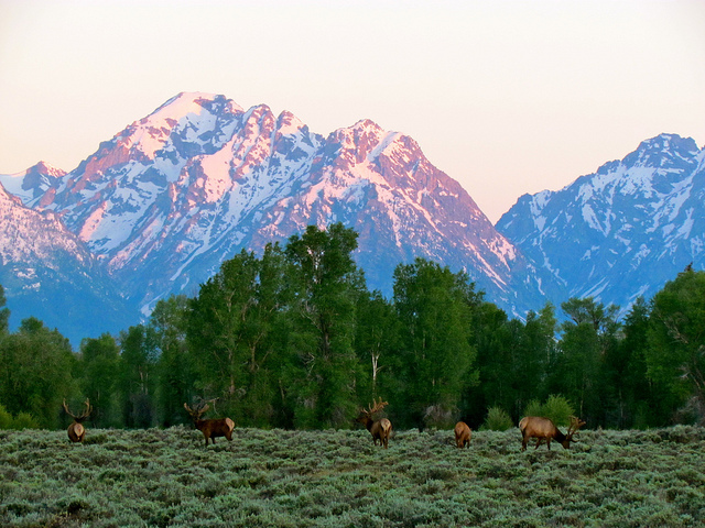 Grand Teton National Park - © Copyright Flickr User jeffgunn Grand Teton National Park: Grand Teton National Park - © Copyright Flickr User jeffgunn