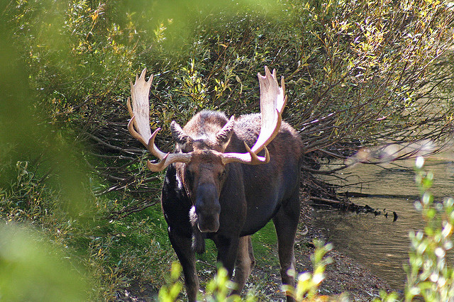 USA Western: Grand Teton NP, Paintbrush/Cascade Loop, Paintbrush/Cascade - Bull Moose in Cascade Canyon, Walkopedia