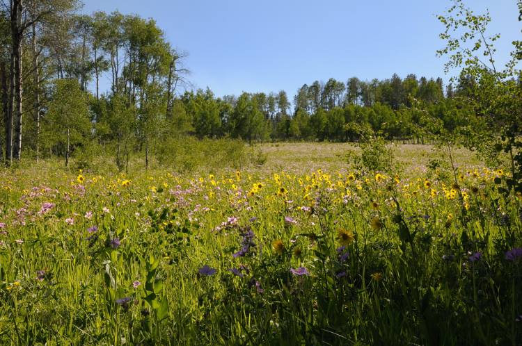 USA Western: Grand Teton NP, Two Ocean Trail/Emma Matilda Lake, Two Ocean Lake Trail - Wildflowers near Two Ocean Lake, Walkopedia