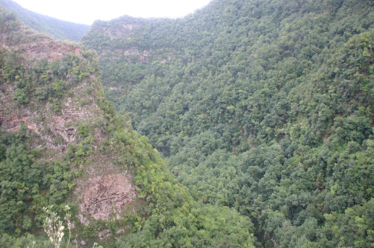 Spain Canary Islands: La Palma, Los Tilos, Los Tilos - Lower gorge, Walkopedia