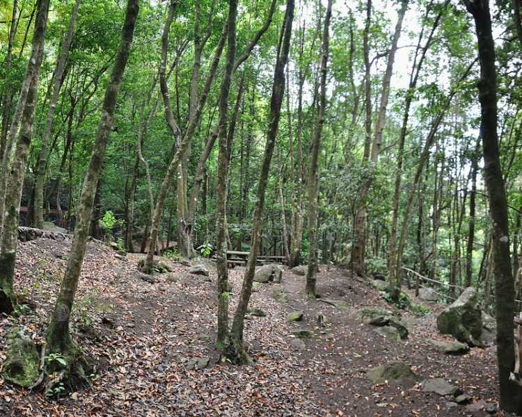 Spain Canary Islands: La Palma, Los Tilos, Los Tilos - Bosque de Los Tilos, Walkopedia