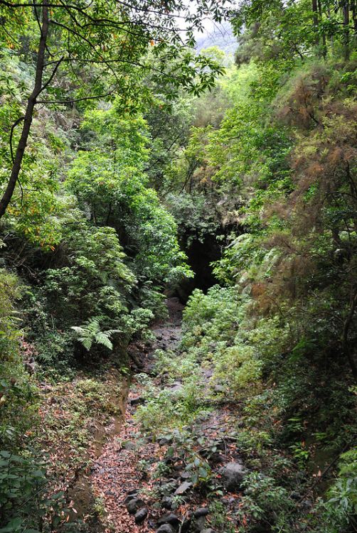 Spain Canary Islands: La Palma, Los Tilos, Los Tilos - Bosque de Los Tilos, Walkopedia