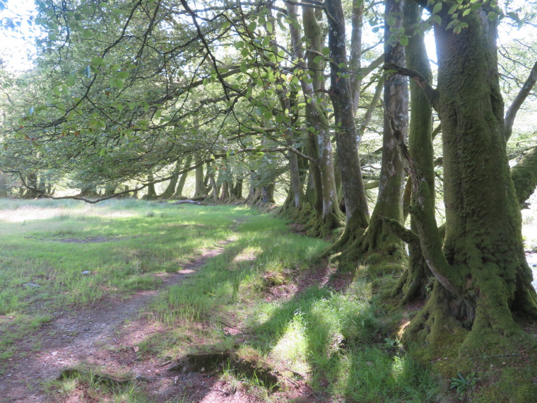 United Kingdom England South-west, Two Moors Way, Barle valley south of Simonsbath , Walkopedia