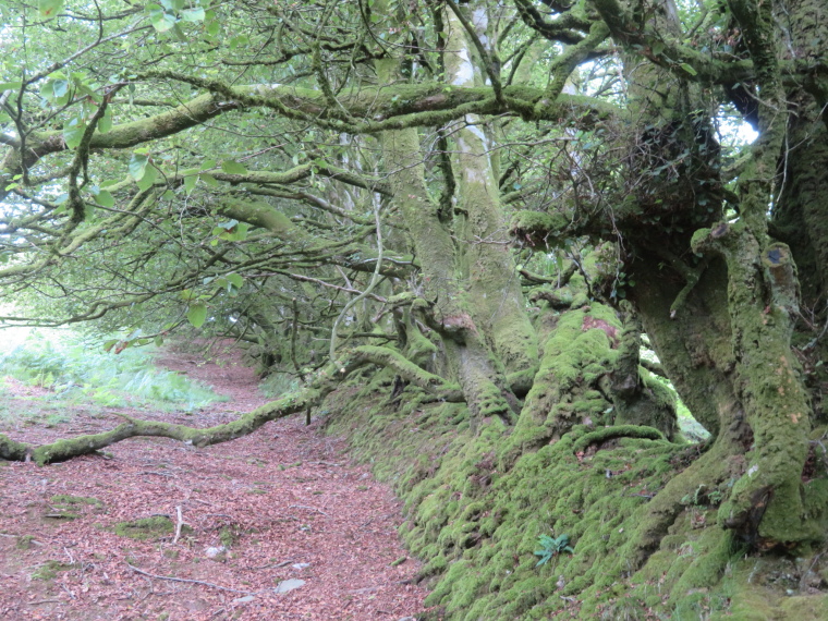 United Kingdom England South-west, Two Moors Way, Barle valley south of Simonsbath , Walkopedia