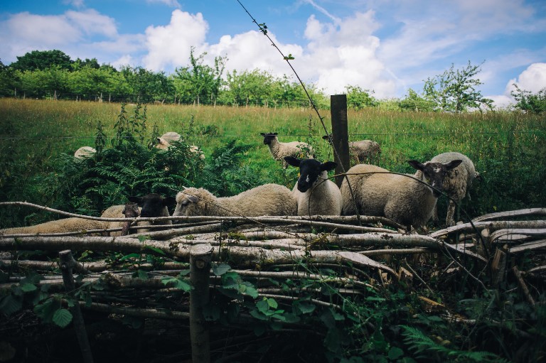 United Kingdom England South-west, Two Moors Way, From Ivybridge to Holne in Dartmoor, Exmoor, Walkopedia