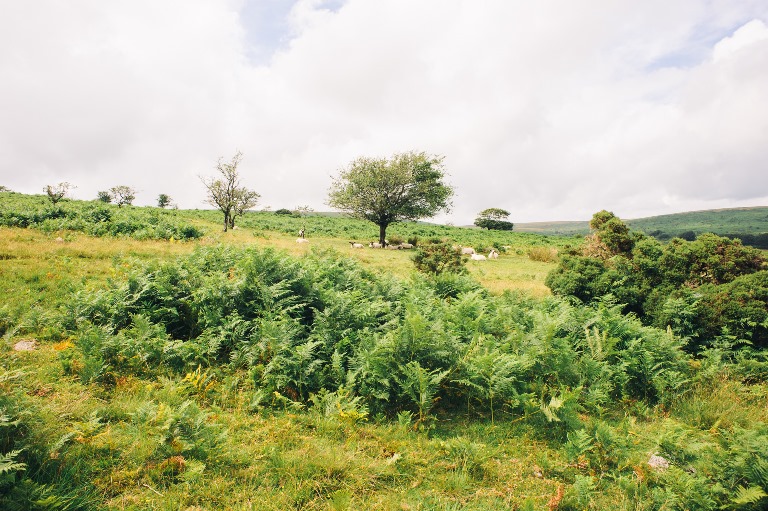 United Kingdom England South-west, Two Moors Way, From Ivybridge to Holne in Dartmoor, Exmoor, Walkopedia