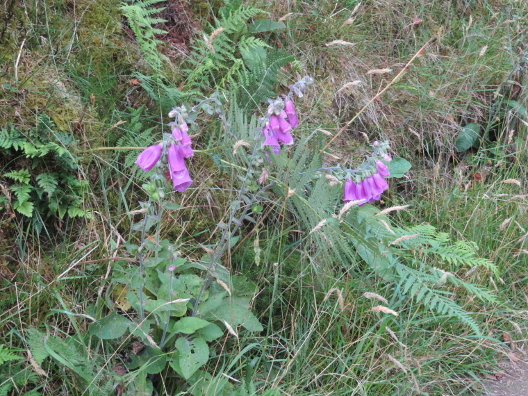 United Kingdom England South-west, Two Moors Way, , Walkopedia