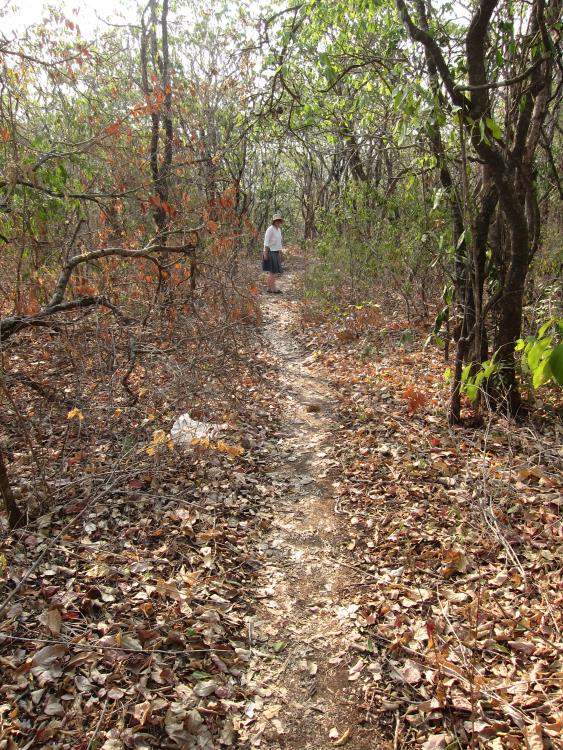 Myanmar, Mount Popa , Mt Popa - pretty secondary forestry trail down to Popa, Walkopedia