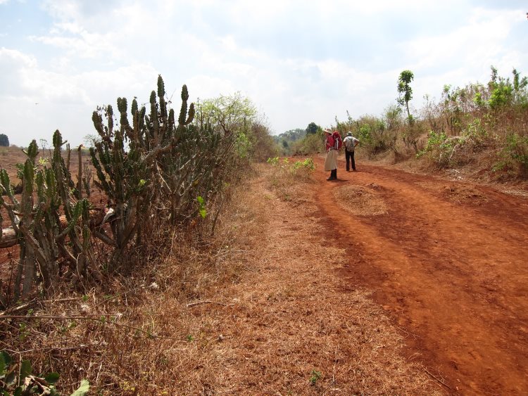 Myanmar, Inle Lake, Inle Lake Area - Cactus fenced drove road, Walkopedia