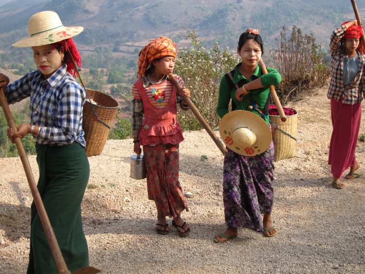 Inle Lake
Inle Lake Area - Off to the fields, morning© Copyright William Mackesy