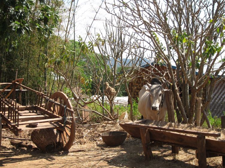 Myanmar, Kalaw-Inle Area, Kalaw Area - Sleepy village, Walkopedia