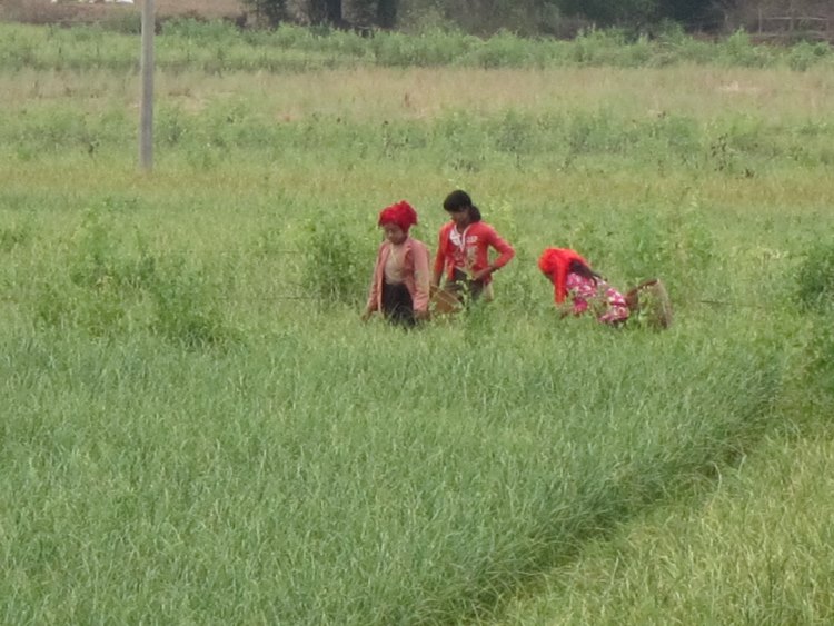 Myanmar, Kalaw-Inle Area, Kalaw Area, Walkopedia