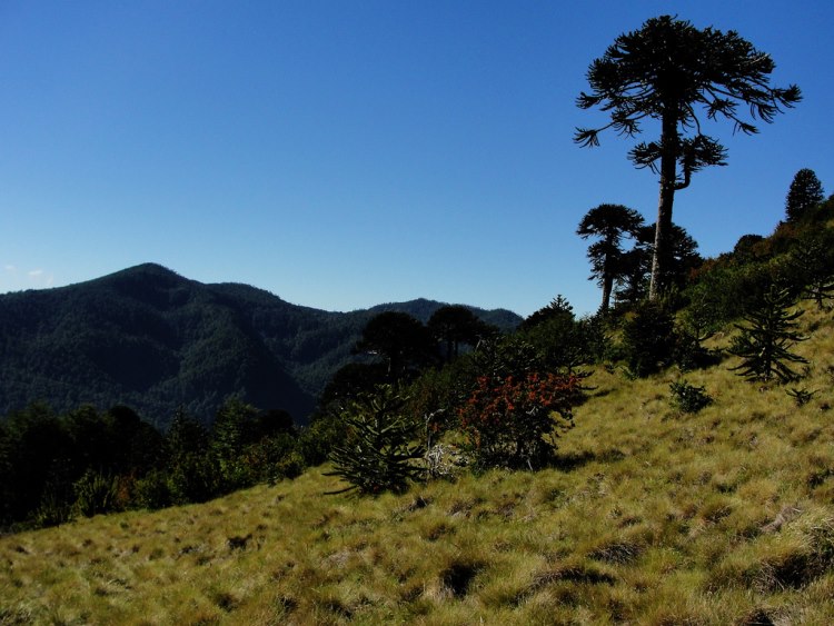 Huerquehue NP - Circuito Quinchol - ©Copyright Flickr User JavierPsilocybin Huerquehue NP: Huerquehue NP - Circuito Quinchol - ©Copyright Flickr User JavierPsilocybin