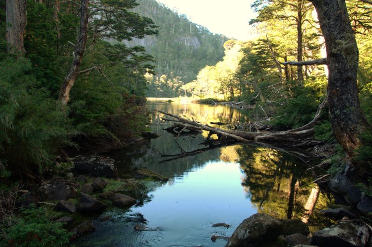 Chile Patagonia: Huerquehue NP, Huerquehue NP, Huerquehue NP - Lago Chilco, Walkopedia