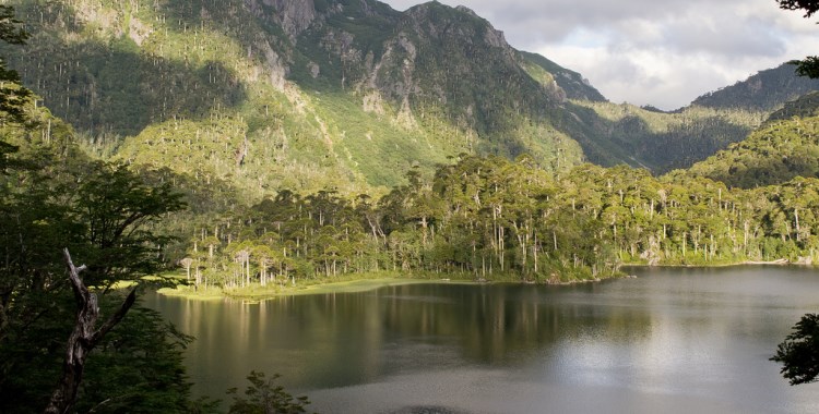 Chile Patagonia: Huerquehue NP, Huerquehue NP, Huerquehue NP - Lago El Toro, Walkopedia