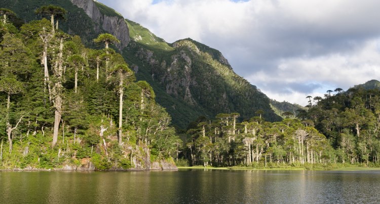 Chile Patagonia: Huerquehue NP, Huerquehue NP, Huerquehue NP - Lago El Toro, Walkopedia